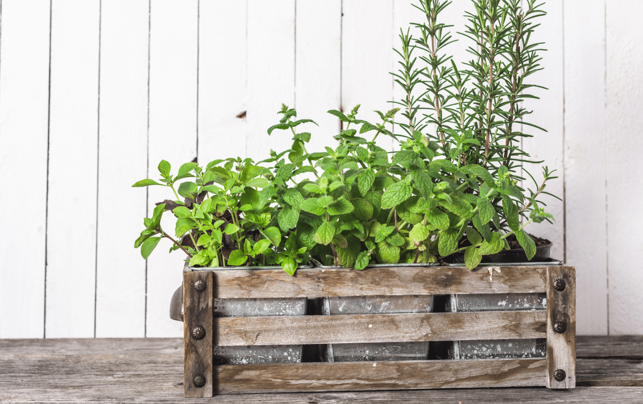 Herb Garden Ideas: How to Start an Herb Garden | Red Mountain Weight Loss